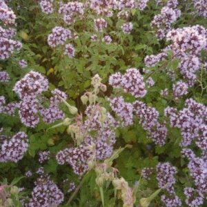 Wild Flower Wild Marjoram Origanum vulgare Seeds