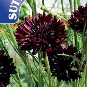 Sutton Seeds - Cornflower Seeds - Black Ball