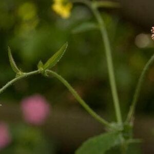 Wild Flower Wood Avens Geum urbanum Seeds