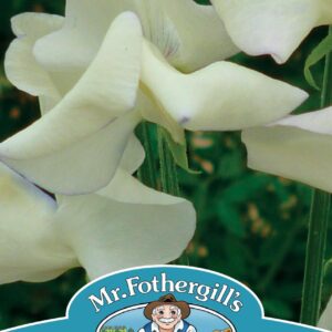 Mr Fothergills - Flower - Sweet Pea - Cream Eggs - 20 Seeds