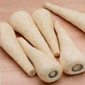 Parsnip Gladiator F1 Hybrid Seeds