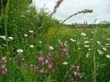Wild Flower Meadow Mixture Hedgerows Seeds