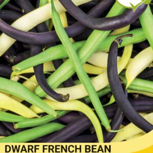 Thompson & Morgan  Vegetable Dwarf French Bean Colour Mix - 120 Seeds