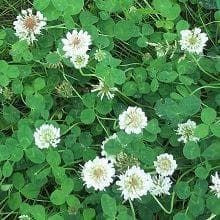 Wild Flower Wild White Clover Trifolium repens Seeds