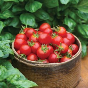 Tomato Baby Boomer F1 Hybrid Seeds