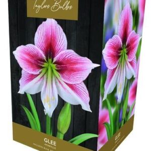 Taylors - Amaryllis Bulb Gift Pack - Glee - Pink with White Flower