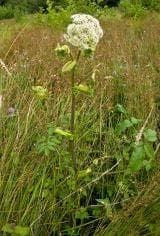 Wild Flower Wild Angelica Angelica sylvestris Seeds