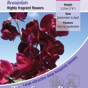 Kings Seeds Sweet Pea Beaujolais 20 Seeds