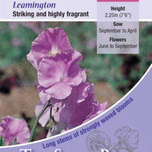 Kings Seeds Sweet Pea Leamington 20 Seeds