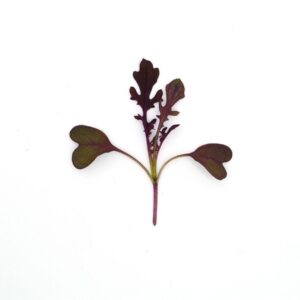 Microgreens Baby Leaves Mustard Red Lace Seeds