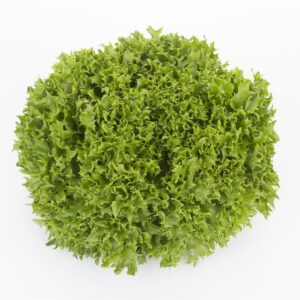 Lettuce Incised Leaf Salanova Extranet RZ Seeds