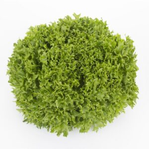 Organic Lettuce Incised Leaf Salanova Expertise RZ (79-27) Seeds