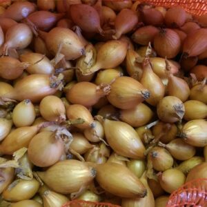 Onion Sets Hercules F1