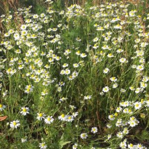 Wild Flower Scentless Mayweed Matricaria inodora Seeds