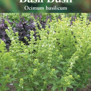 Suffolk Herbs Basil Bush 500 Seed