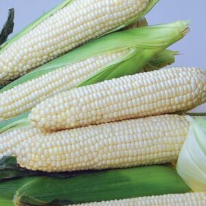 Sweetcorn Eden F1 Seeds