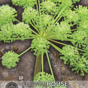 Thompson & Morgan Kew Flower Angelica archangelica - 65 Seeds