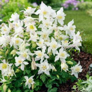 Aquilegia Earlybird White Seeds