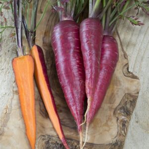 Carrot Purple Dragon Seeds