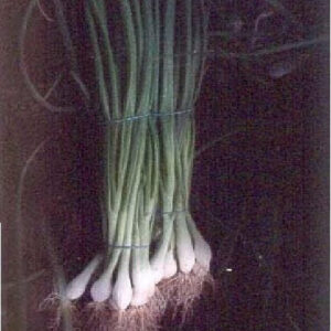 Spring Onion Ramrod Seeds