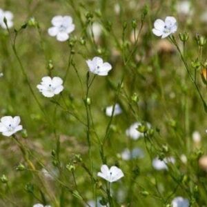 Wild Flower Pale flax Linum bienne Seeds