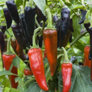 Chilli Pepper Hot Gusto Purple F1 Hybrid Seeds