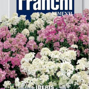 Franchi Seeds of Italy - Flower - FDBF_ 331-50 - Iberis multicolour - Candytuft - Seeds
