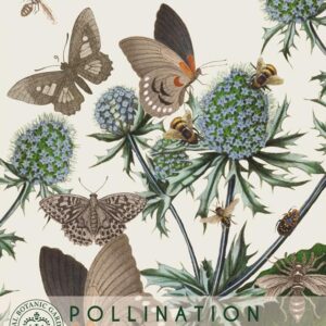 Thompson & Morgan Kew Pollinators Flower Blue Globe Thistle - 20 Seeds