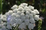 Wild Flower Wild Carrot Daucus carota Seeds