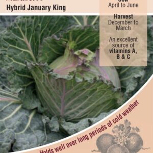 Kings Seeds  Cabbage January King Marabel F1 Seeds