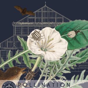 Thompson & Morgan Kew Pollinators Flower Hemp Agrimony - 600 Seeds