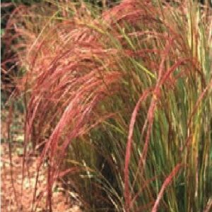 Pheasant's Tail - Stipa arundinacea Seeds