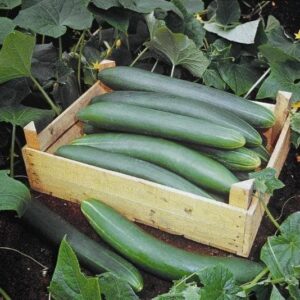 Organic Cucumber Tanja Seeds