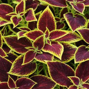 Coleus Crimson Gold Seeds