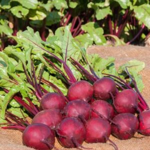Beetroot Pablo F1 Hybrid Seeds