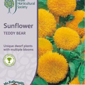 Mr Fothergills RHS Sunflower Teddy Bear 20 Seeds