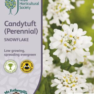 Mr Fothergills RHS Candytuft (Perennial) Snowflake 75 Seeds