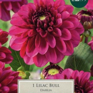 Taylors Flower Dahlia Decorative Lilac Bull 1 Tuber