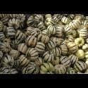 Winter Squash Sweet Dumpling Seeds