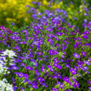 Aubrieta Katie F1 Hybrid - Blue Seeds