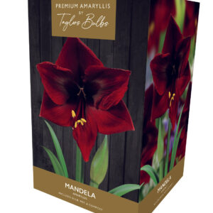 Taylors Amaryllis Bulb Gift Pack Mandela - Deep Red Flower
