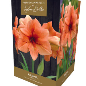 Taylors Amaryllis Bulb Gift Pack Rilona - Salmon Pink