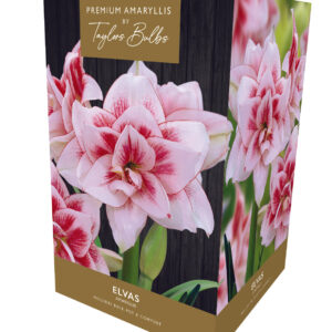 Amaryllis Bulb Elvas Double Pink White Flowers Gift Pack