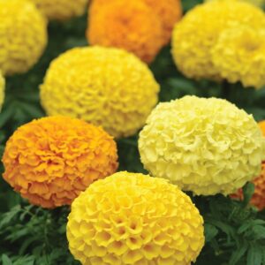 African Marigold Marvel Series Mix Seeds