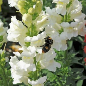 Antirrhinum Liberty Classic White Seeds