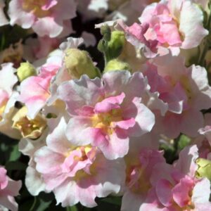 Antirrhinum Twinny Appleblossom Seeds