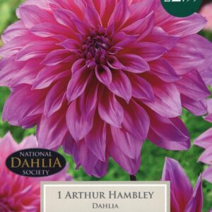 Taylors Flower - Dahlia - Dinner Plate - Arthur Hambley - 1 Tuber