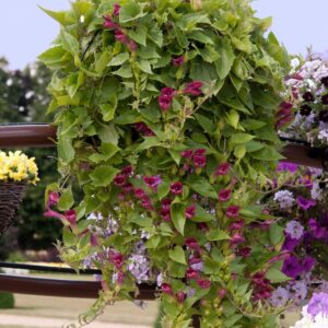 Asarina Red Dragon Seeds