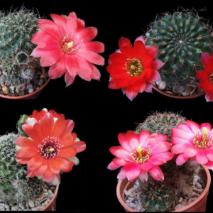 Cactus - Aylostera atrovirens - Mixed varieties Seeds