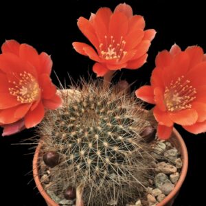 Cactus - Aylostera kupperina Seeds